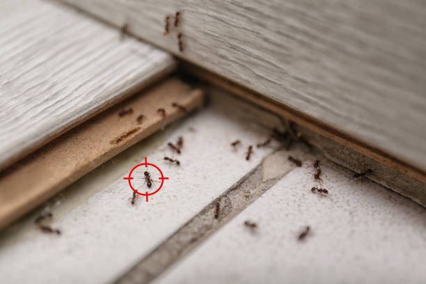 Spider Control Near Me in Glouster, OH